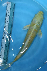 20070820 013t